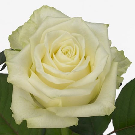 Rose White Naomi