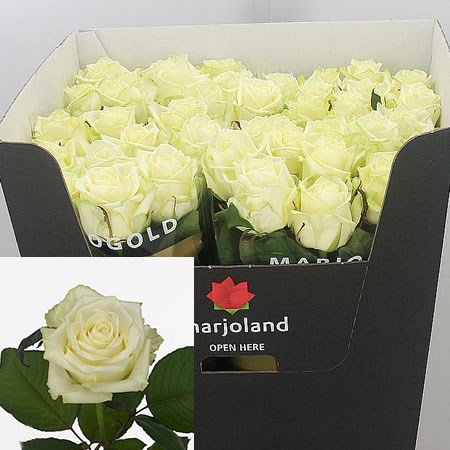 Rose White Naomi