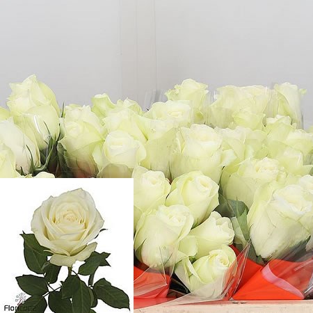 Rose White Peak