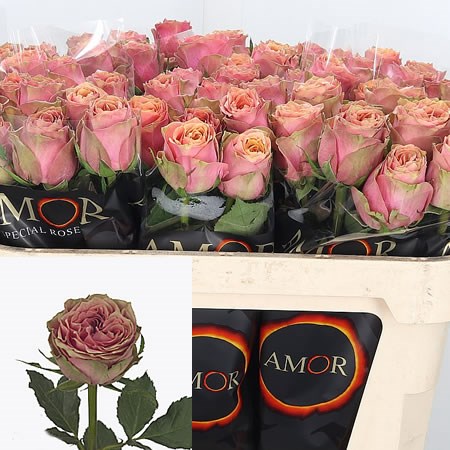 Rose Wild Look