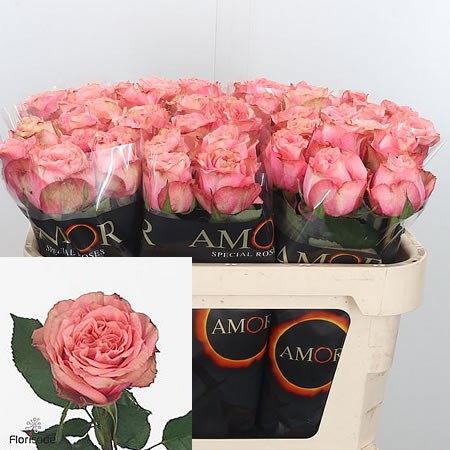 Rose Wild Love
