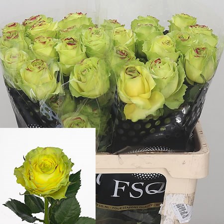 Rose Wimbledon (Ecuador)