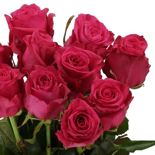 Rose Xoch