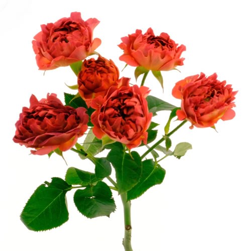 Rose Yang (Spray)
