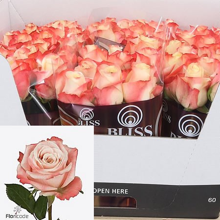 Rose Yashika
