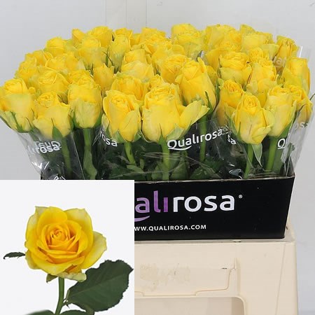 Rose Yellow Qualirosa