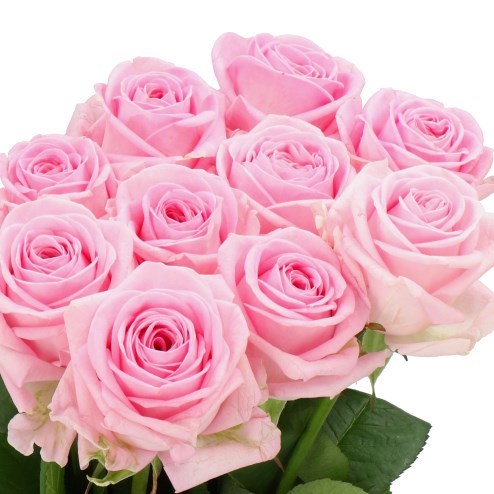 Rose Zaina