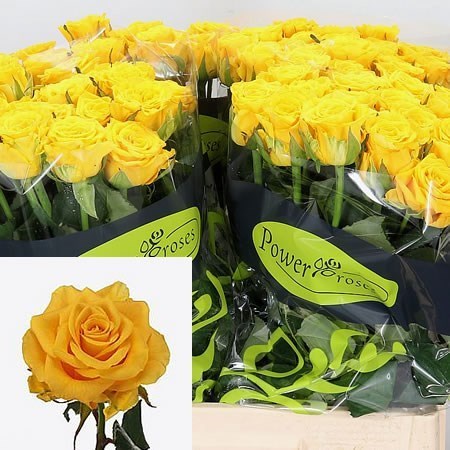 Wholesale Roses Guide Wedding Flower Guides Uk Triangle Nursery