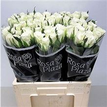 Rose akito (import)