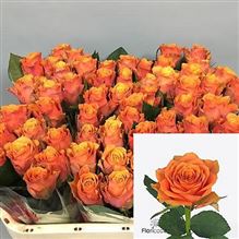 Rose Arancio