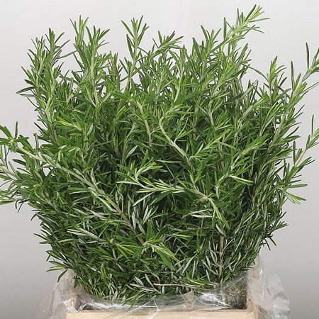 Rosemary (fresh)