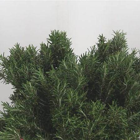 Rosemary (fresh)
