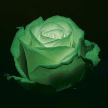 Roses that Glow in the Dark (99)