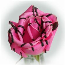 Roses waxed Choco Dream 12 R322