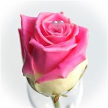 Roses waxed Choco Dream 8 R318