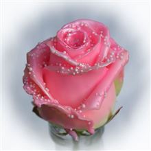Roses waxed Choco Pink Pearl R341