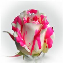 Roses waxed Choco Roseberry Love R304