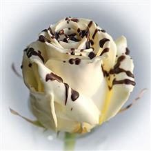 Roses waxed Choco Stracciatella R302