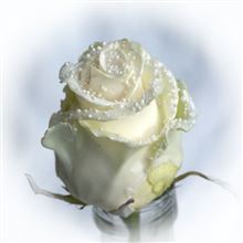 Roses waxed Choco White Pearl R348
