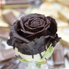 Roses waxed Dame blanche R264