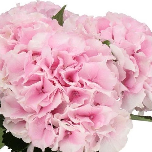 Hydrangea Royal Grandeur