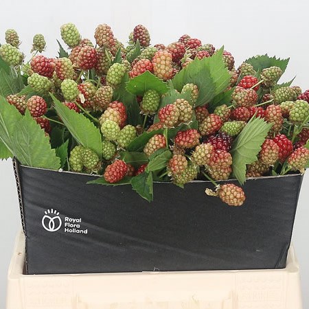 Rubus Chester