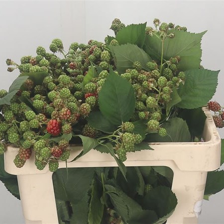 Rubus Chester
