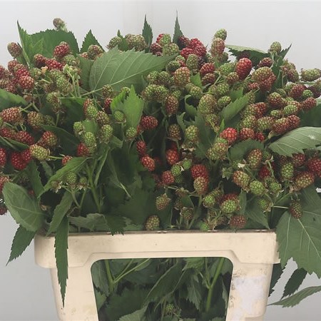 Rubus Chester