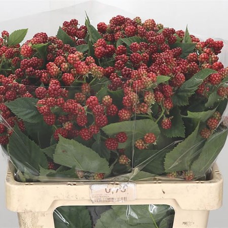 Rubus Chester (French - Red)