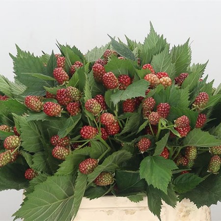 Rubus Frutic
