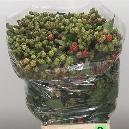 Rubus Frutic