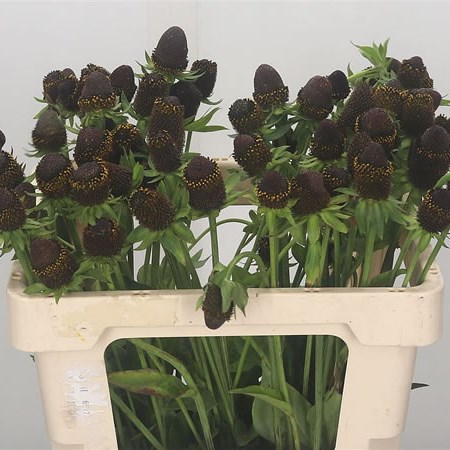 Rudbeckia Black Nipple