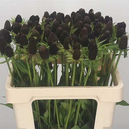 Rudbeckia Green Wizard