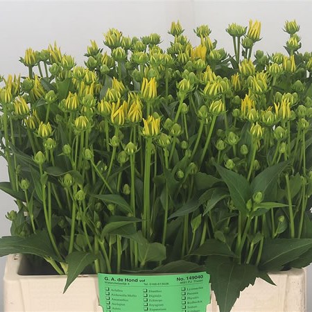 Rudbeckia Nitida