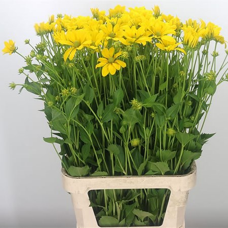 Rudbeckia Nitida