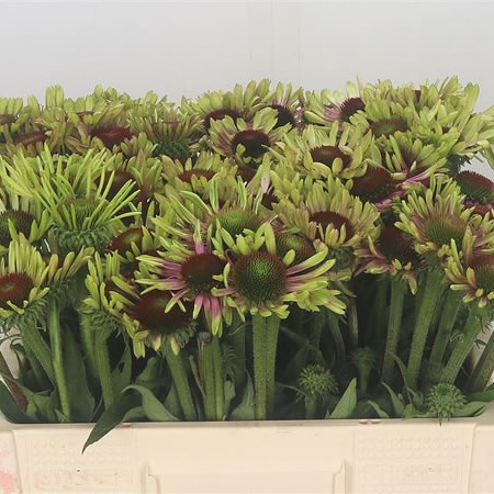 Rudbeckia Purpurea Extra