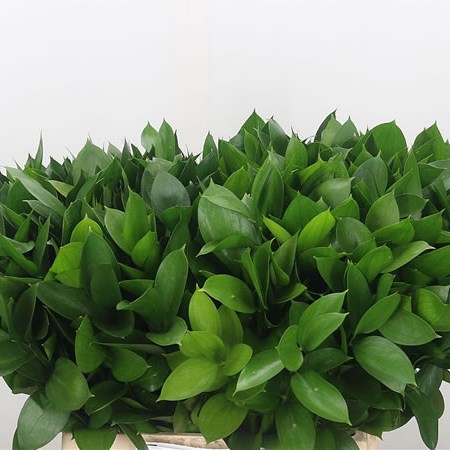 Ruscus Large Leaf