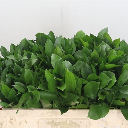 Ruscus Large Leaf