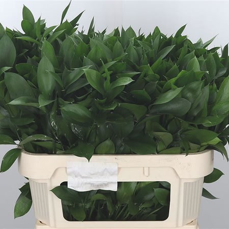 Ruscus Large Leaf