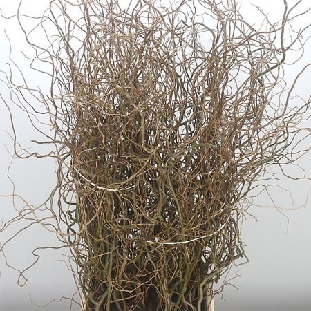 SALIX TORTUOSA