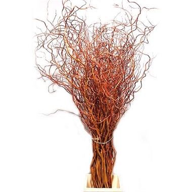 SALIX (WILLOW) GOLDEN CURLS