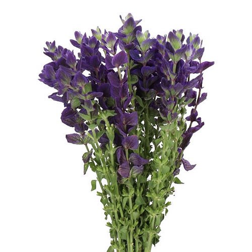 SALVIA BLUE LAGOON