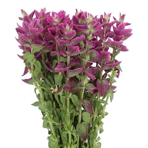 SALVIA PINK LAGOON
