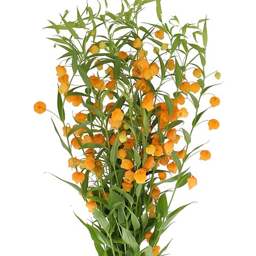 SANDERSONIA