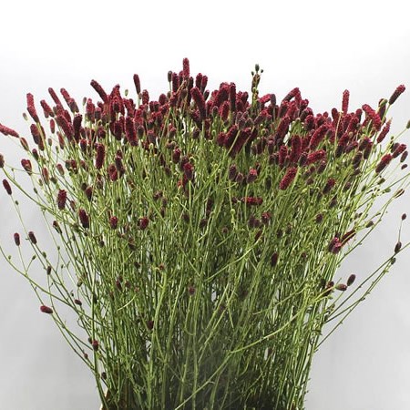SANGUISORBA ARNHEM