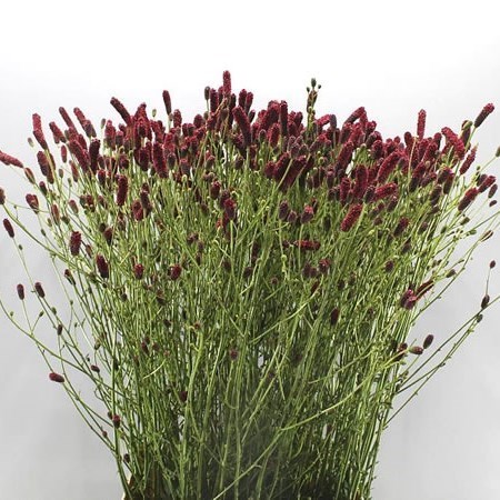 SANGUISORBA ARNHEM
