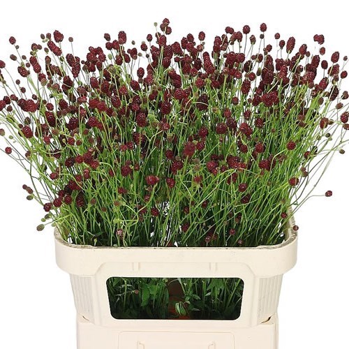 SANGUISORBA CAYENNE DARK RED