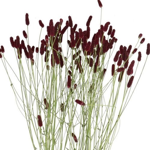 SANGUISORBA OFFICINALIS BIG DREAM