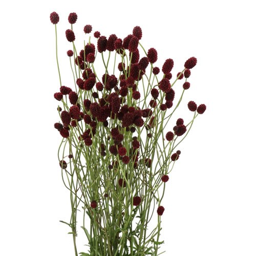 SANGUISORBA OFFICINALIS EARLY DREAM