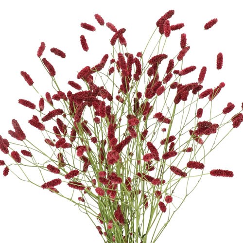 SANGUISORBA OFFICINALIS FALL DREAM